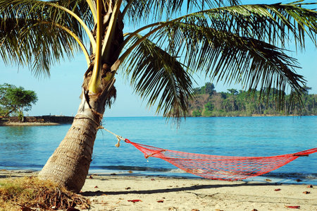 Hammock under a palm tree on the beachの写真素材