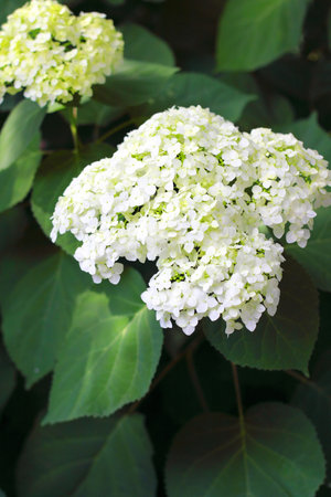 Blooming white Hortensia