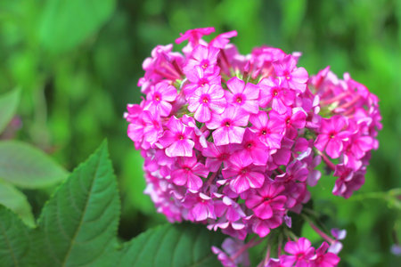 Garden Flox closeupの写真素材