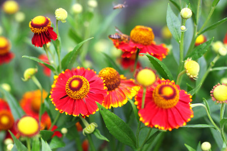 Flowering Heleniumの写真素材