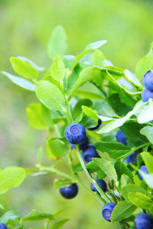 Blueberries growing on a branchの写真素材