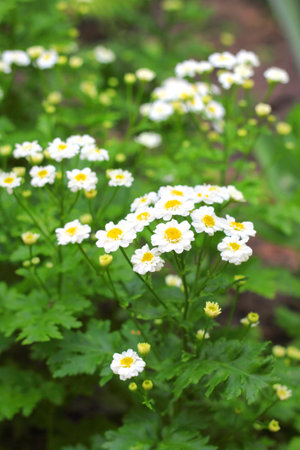 Flowering Pyrethrumの写真素材