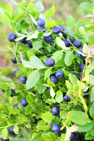Blueberries growing on a branchの写真素材