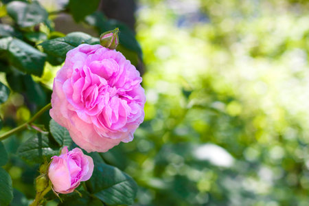 Rosa Centifolia (Rose des Peintres) flower closeupの写真素材