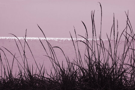 Landscape. Silhouettes of a grass on a background of sea sparks Photo in pink - violet colour. Mood of rest and rest. Well approaches for a background or decorative design.の写真素材