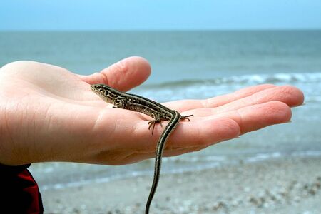 Protection and care of a natureの写真素材