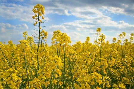 Canola background. It is a perfect background for your design