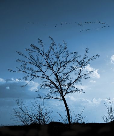 Tree silhouetted against a dark sky of blue.の写真素材
