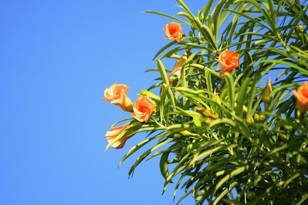 Tropical flowers on a background of the sky