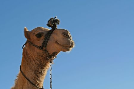 The camel smiles.Portrait of a camel on a background of the skyの写真素材
