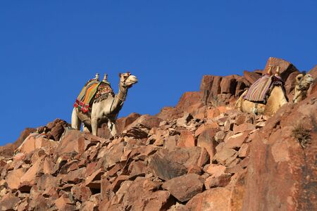 Beautiful camel on a background of the skyの写真素材
