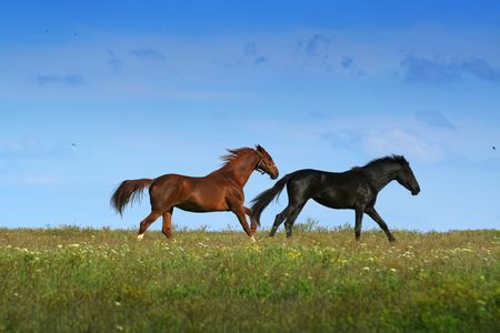 two horses on the meadow / landscapeの写真素材