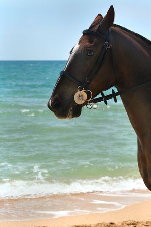 Beautiful horse portrait /  background of the sea の写真素材