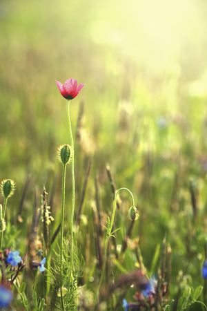 Wild poppies against morning light / Gentle summer backgroundの写真素材
