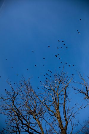XXXL size \ flying birds with trees and nests\の写真素材