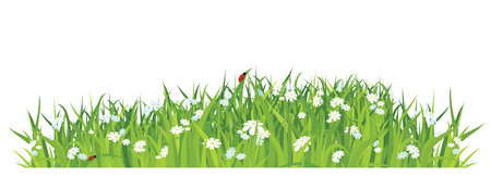 grass and flowers on white background / horizontal / vectorのイラスト素材