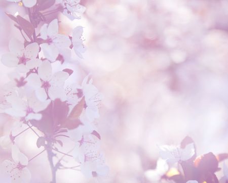 elegant soft pink cherry blossom background / retro styleの写真素材