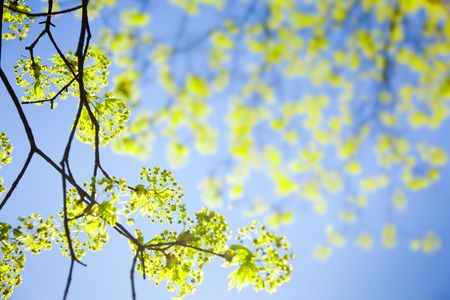 young spring  leaves against the blue sky / with copy space for youの写真素材