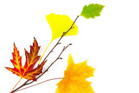 Autumn design element  / beautiful real leaves / isolated on white