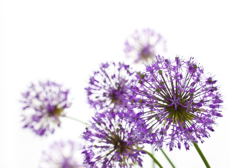 Beautiful Allium / abstract horizontal composition on white backgroundの写真素材