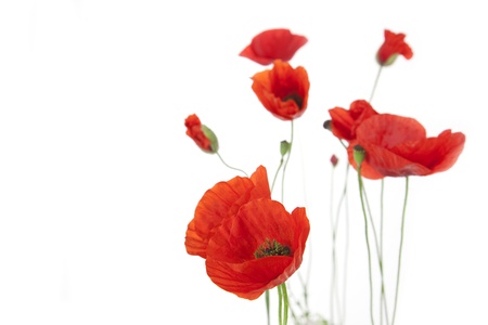Poppies isolated on white background / focus on the foreground / floral border with copy spaceの写真素材