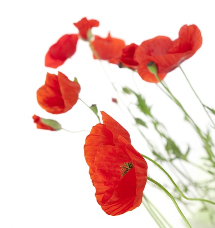 Poppies isolated on white background / focus on the foreground / floral border