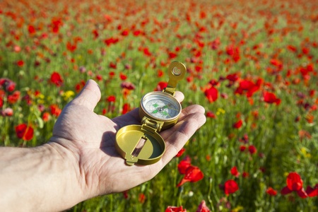 Compass in a Hand / Discovery / Beautiful Day / Red Poppies in Nature