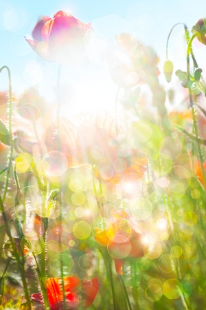 Eco nature / green and blue abstract defocused background with real poppiesの写真素材