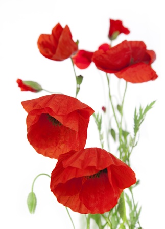 Poppies isolated on white background / focus on the foregroundの写真素材