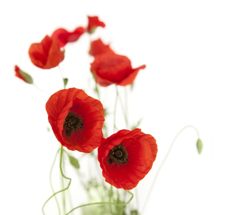 Natural Fresh Poppies isolated on white background / focus on the foreground / floral border Natural Fresh Poppies isolated on white background / focus on the foreground / floral border