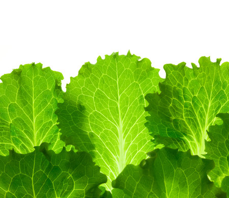 Fresh Lettuce /  leaes isolated on white background / close-upの写真素材