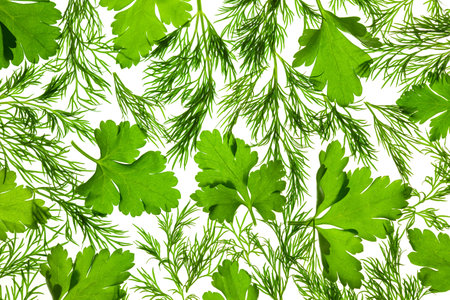 Fresh Parsley and Dill / close-up background / back-litの写真素材