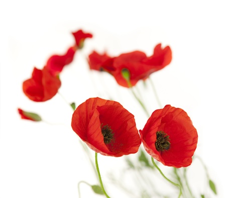 Natural Fresh Poppies isolated on white background / focus on the foreground / floral borderの写真素材