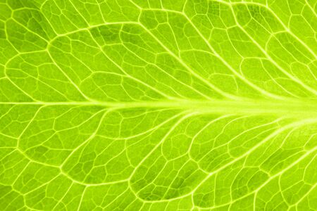 Fresh Green Leaf of Lettuce  / Super Macroの写真素材