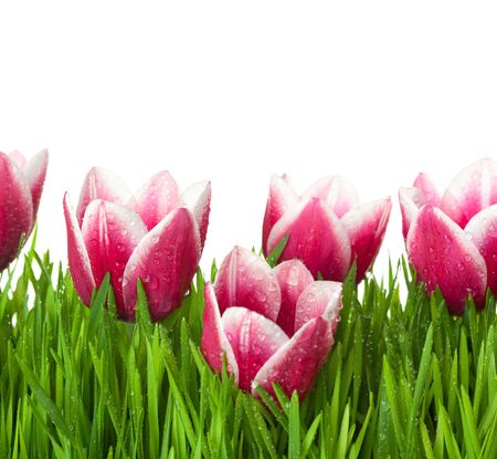 Fresh Tulips and green Grass with drops dew / isolated on white with copy spaceの写真素材