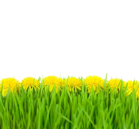 Yellow Dandelions in Green Grass on Isolated White Background  / taraxacum officinaleの写真素材