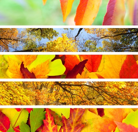 Set of 5 Different Autumn's Banners / Nature Backgroundsの写真素材