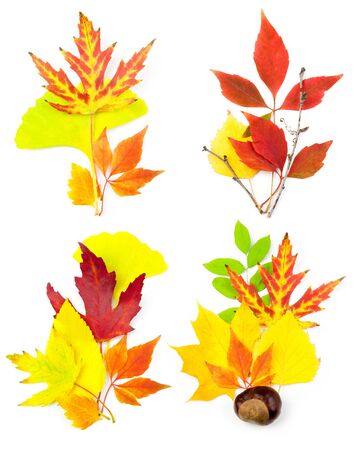 Composition Set of Beautiful Autumn Leaves / isolated on whiteの写真素材