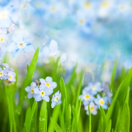 fantasy Gentle Floral Background / Blue Flowers and Defocused Backdropの写真素材