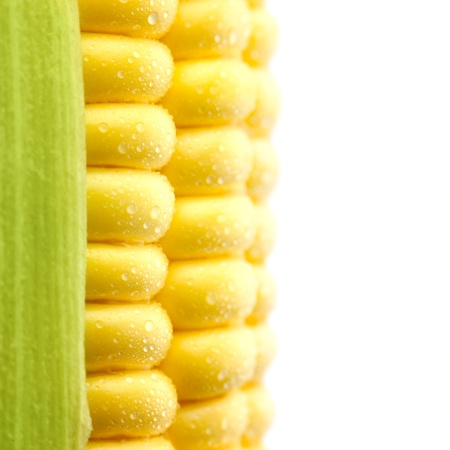 Grains of Ripe Corn with Water Droplets / Extreme Macro /  Isolated  / with copy space for textの写真素材