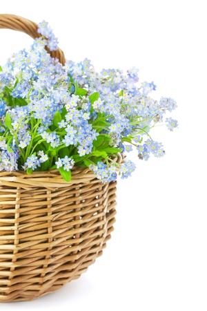 Bouquet of blue spring flowers in basket isolated on white background   Gift with loveの写真素材