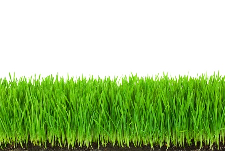 Green  Grass with Fertile Soil and Drops Dew   isolated on white with copy spaceの写真素材