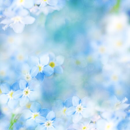 fantasy Gentle Floral Background / Blue Flowers and Defocused Backdropの写真素材