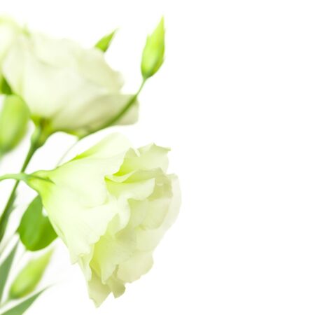 Delicate Flowers isolated on white background with copy space / Eustoma ( Lisiantus )の写真素材