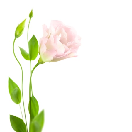 Beautiful Light-pink Flower with Buds isolated on white /  Eustoma ( Lisiantus )の写真素材