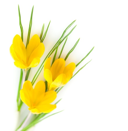 Spring Yellow Flowers isolated on white background with copy space / Crocusの写真素材