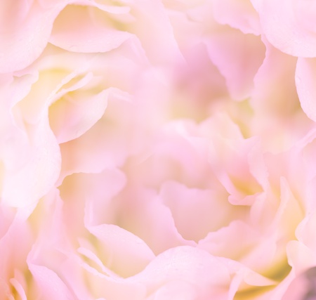Gentle Floral Background   Flowerの写真素材