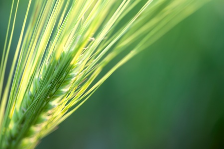 Wheat Ear Defocused Background with sunshine   copy space for your textの写真素材