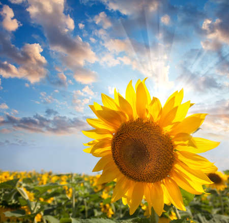 Sunflower against beautiful sky with sunbeam   summer natureの写真素材