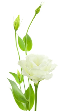 Delicate Flowers with Buds  isolated on white background with copy space   Eustoma   Lisiantus  の写真素材